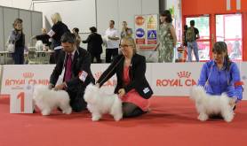 Fanttu gained the 4th position in the Open class in the World dog show in Milan, Italy, in 2015